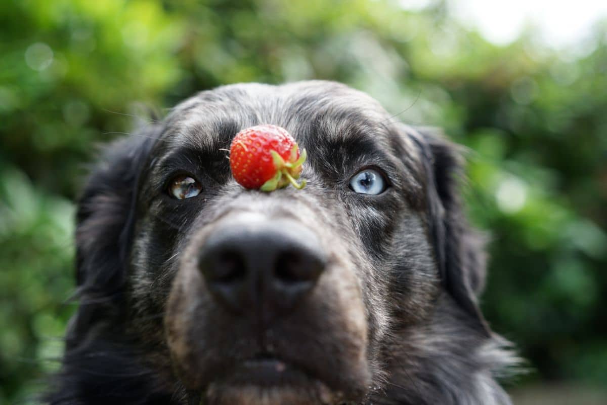 Eine Erdbeere liegt auf der Schnauze eines Hundes